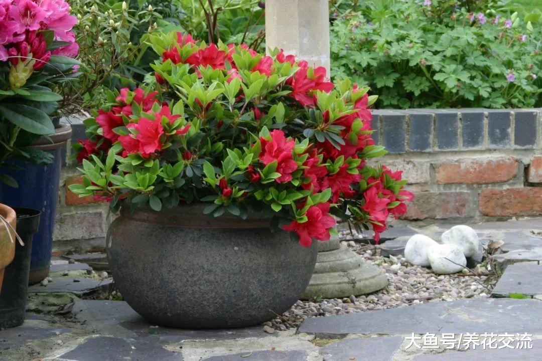 在院子里种上这7种开花植物, 各种环境都能种上一种