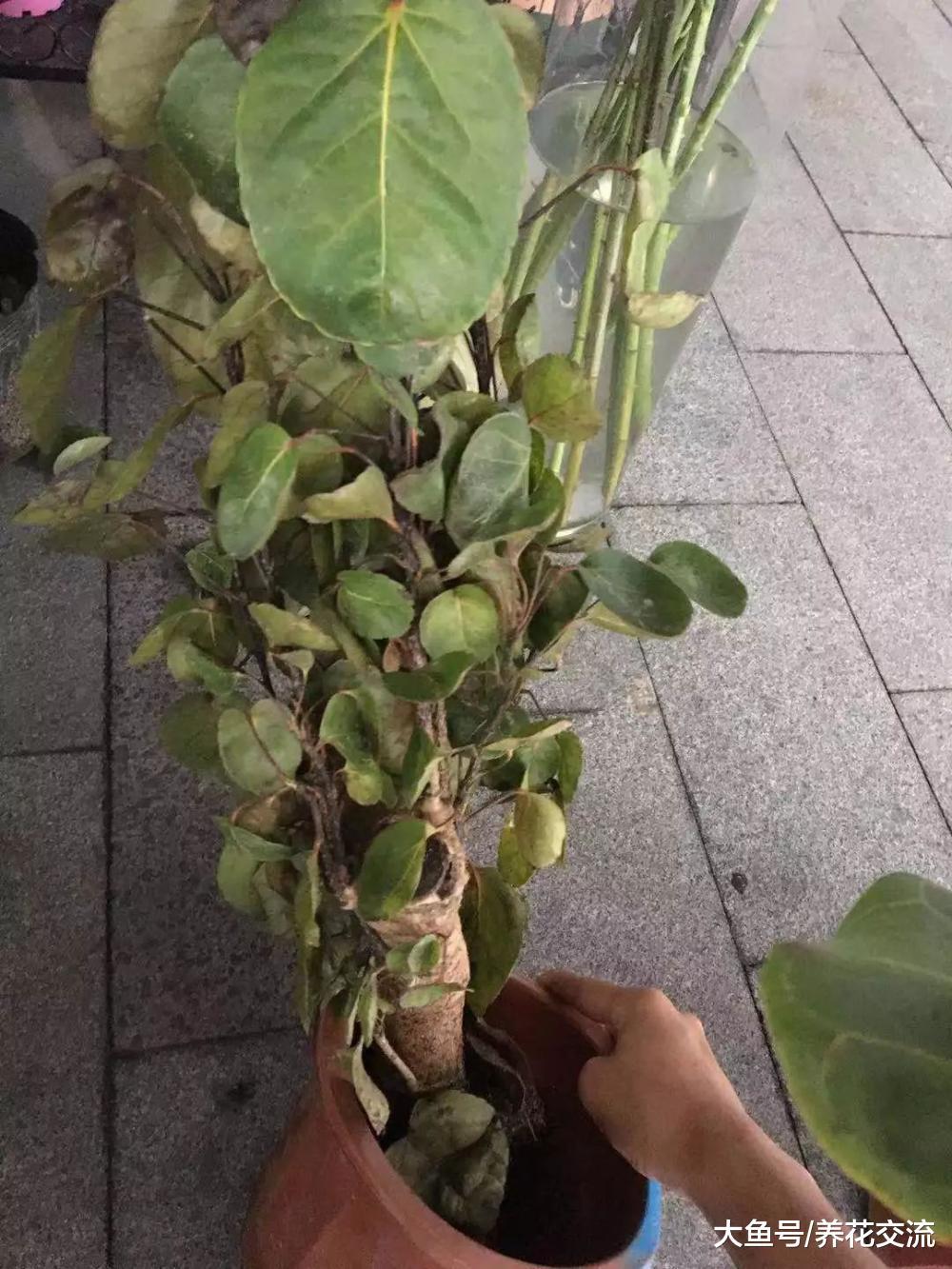 网上买花要谨慎一点, 否则我就是最好的反面教材