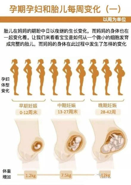 孕期不求人, 怀孕0-40周孕妈妈以及胎儿变化