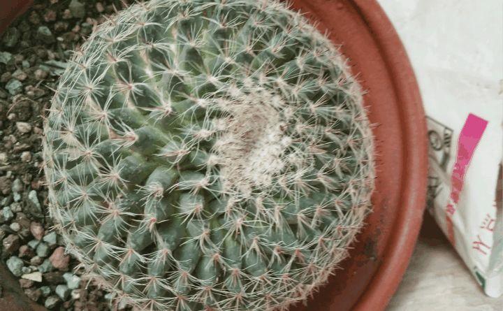 仙人球一个孤零零? 狠心切一刀, 小崽呼呼冒不停!