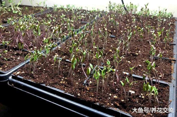 为什么播种繁殖长出来的幼苗枝叶徒长, 杆总是倒下来?