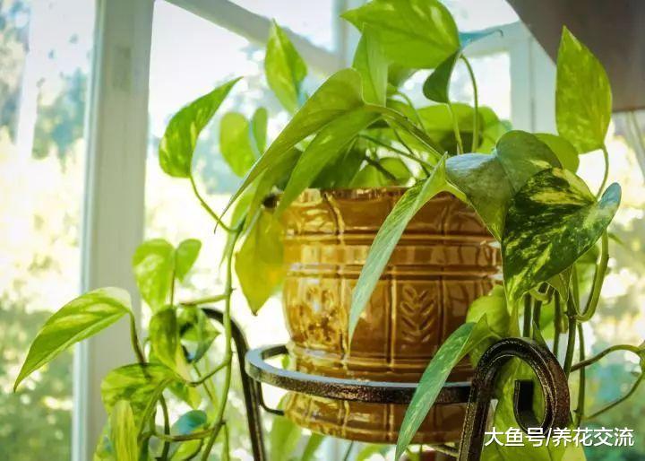 这些植物适合改善室内的空气质量, 可以在家里多种几盆