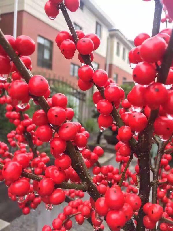 下大雪了, 这种盆栽“越来越红”, 家里养1盆, 亲戚都说“美”!