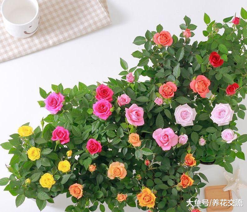 在阳台上养微型月季的小技巧, 为啥有人养的小玫瑰经常黄叶