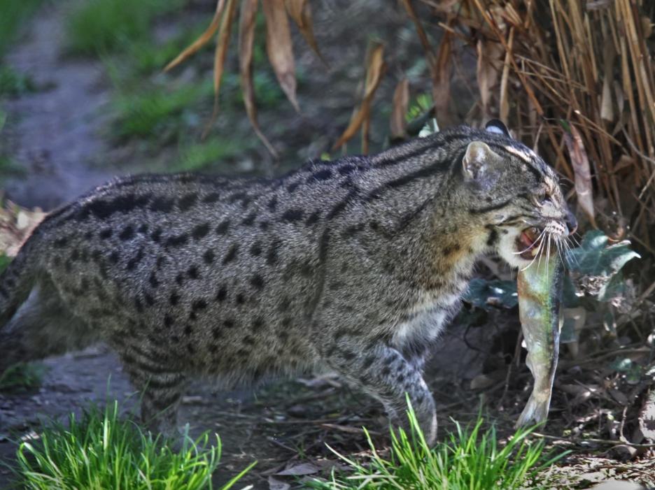 钓鱼猫爱吃鱼也善于钓鱼, 凶猛程度堪比小老虎