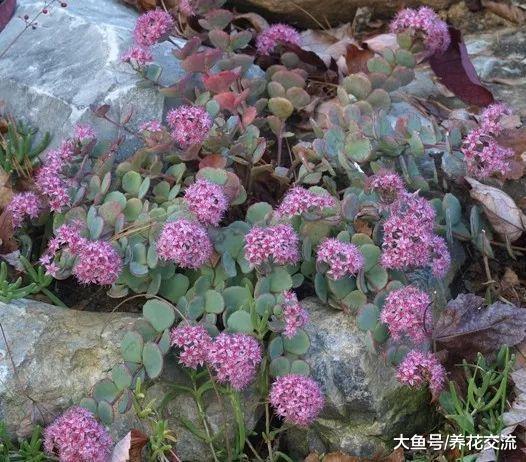 长得像油画里的植物, 这种景天科的植物看一眼就能喜欢上