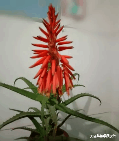 你家的芦荟发财树不开花? 只学1招, 连开5年不是事