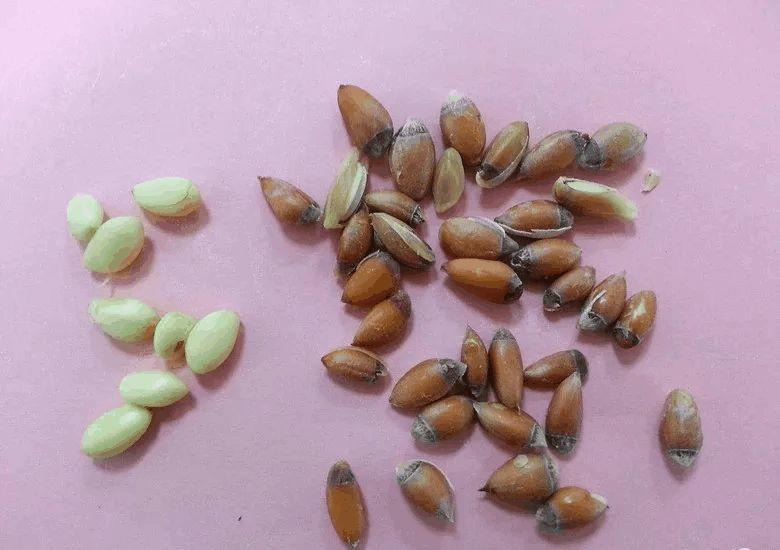 家里养盆它, 清香去异味, 果子吃一口比拔火罐还管用!