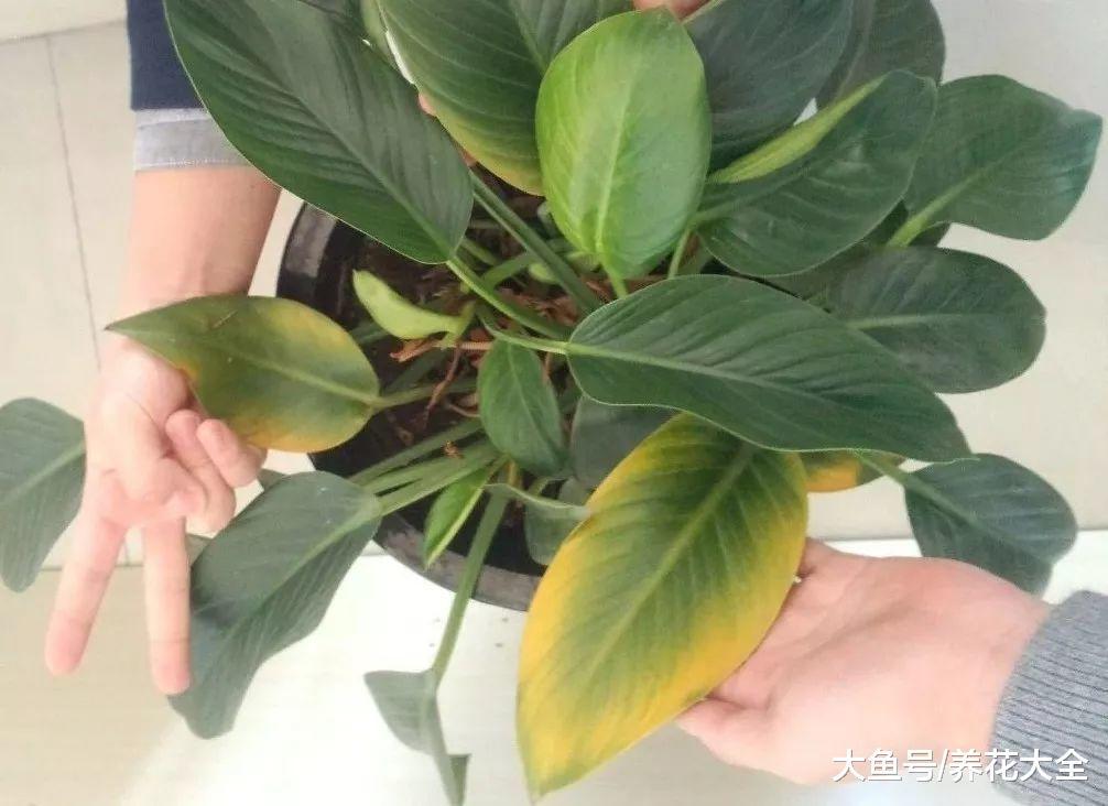 叶子发黄一定是缺了它! 教你几招, 叶子绿的发光!