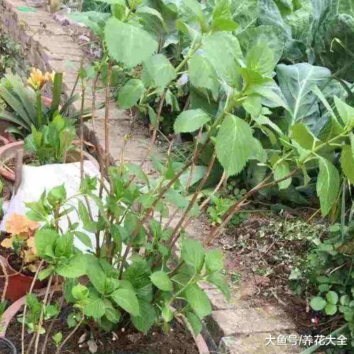 室内绣球这么养, 剪个枝种十盆, 一分钱不花!