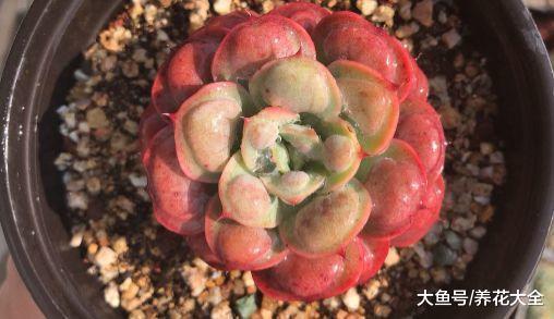 想把多肉养成老桩, 只需4步, 身价立马翻数倍!