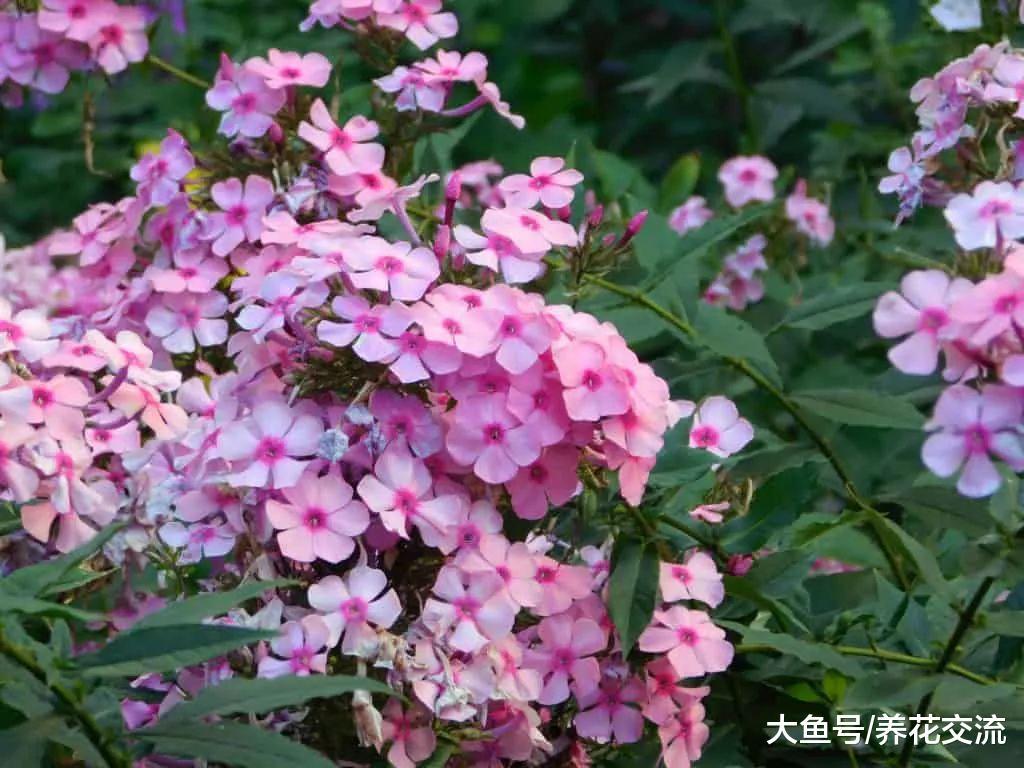 6种生长非常迅速的常绿植物, 在各种环境下都能生长旺盛