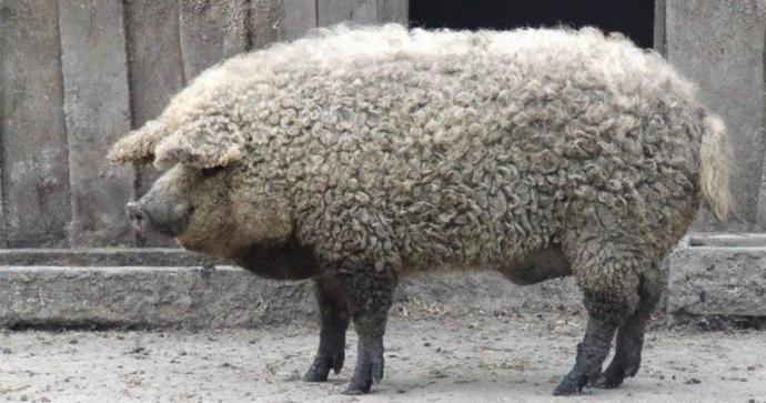 一只“绵羊猪” ​​​​