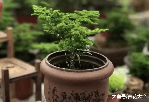 10种花的一句话口诀, 学会了, 谁都能养好花!