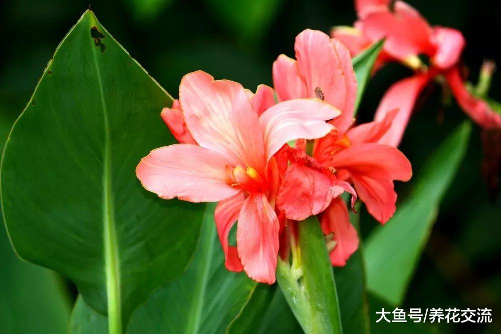11种整个夏天绽放的开花植物, 可以保持多年生长