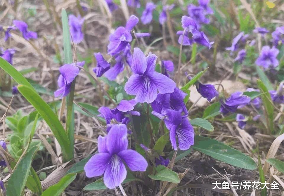 10种童年最常见的小野花, 现在认识的没几种了!