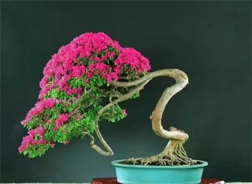 此3种花, 1年花期280天, 养在阳台开成“花海”, 新手养爆盆!