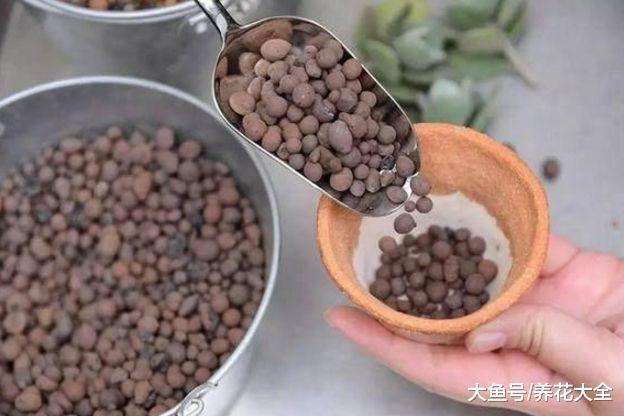 这6种小东西, 可是养花的宝贝, 用了再也不怕兰花烂根了!