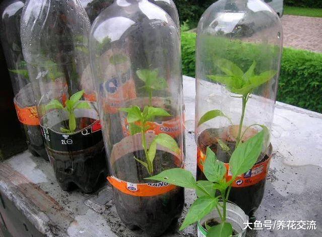 废弃的容器变成实用的养花利器, 5种节俭的园艺技巧