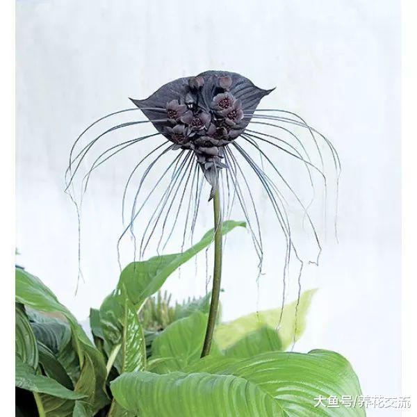 花朵长得特别像蝙蝠的老虎须, 样子这么恐怖你还敢养么?