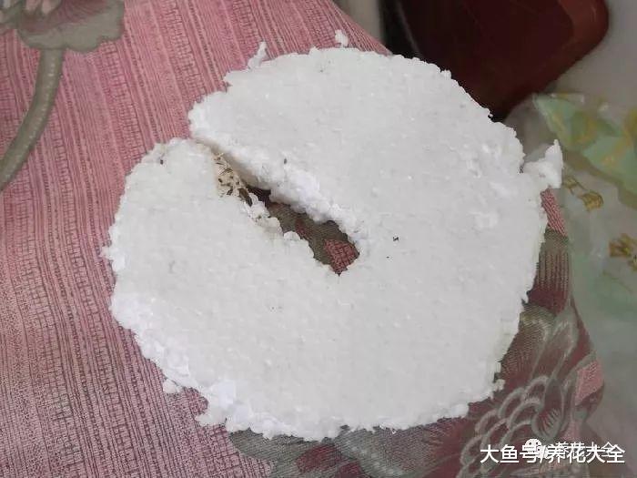 给花套上它, 再用水一冲, 虫子全都不见了!