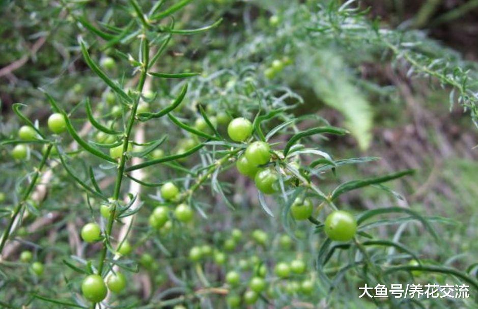 长得特别像文竹的天门冬, 能开出满枝白花和红色浆果