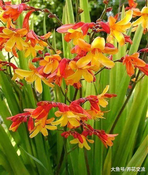 喜欢光照还特耐寒的雄黄兰, 养成盆栽能开满一大盆