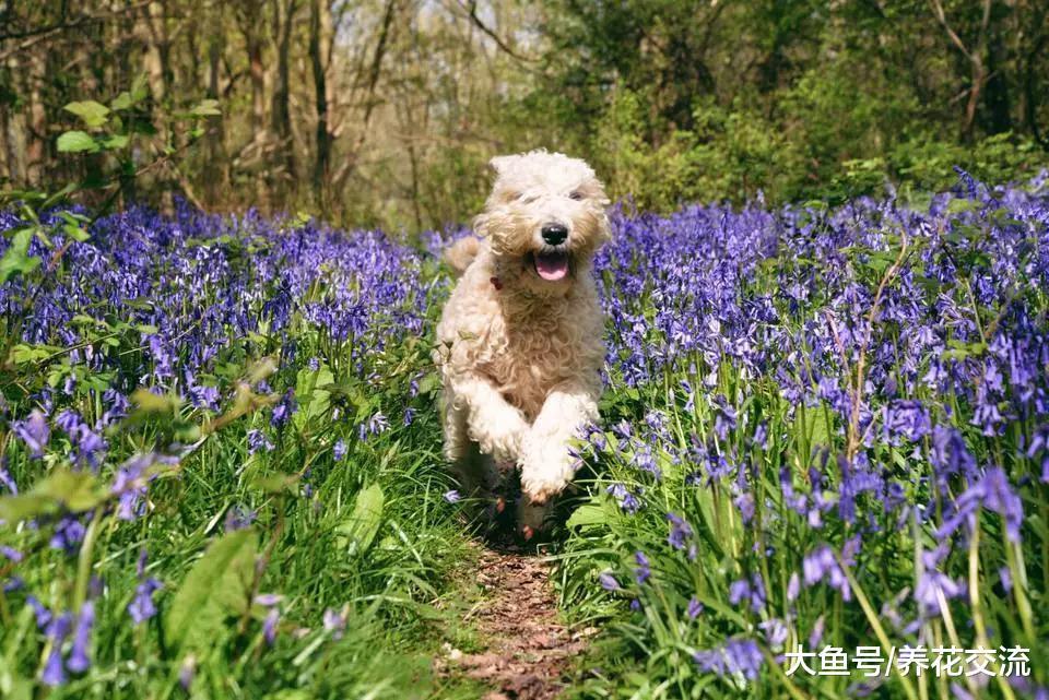 对狗非常友好的植物, 这样花卉都适合养在有宠物的家庭