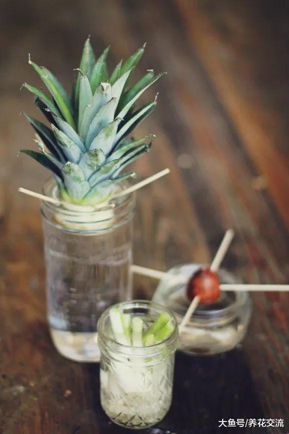 鳄梨果核、菠萝叶子养成水培盆栽, 准备一点清水和牙签就行了