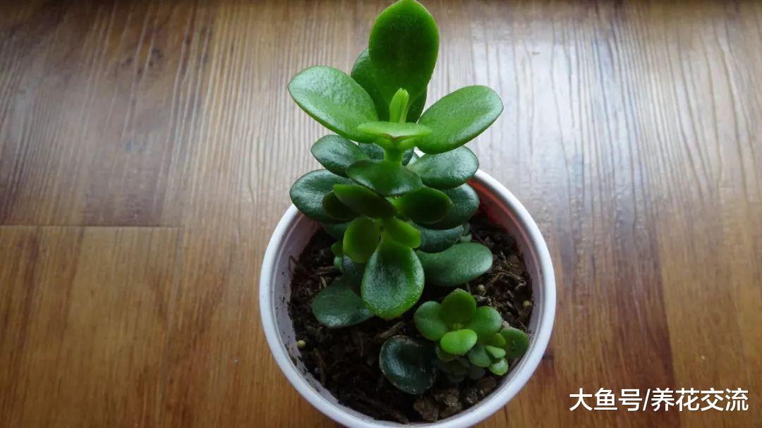 经常忘记给植物浇水的朋友, 在室内养玉树盆栽就很适合