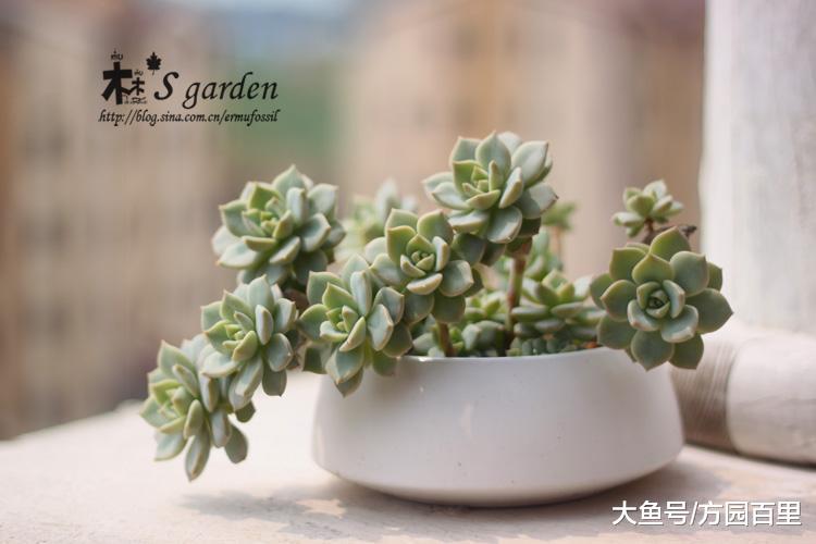 多肉植物入门系列——白牡丹