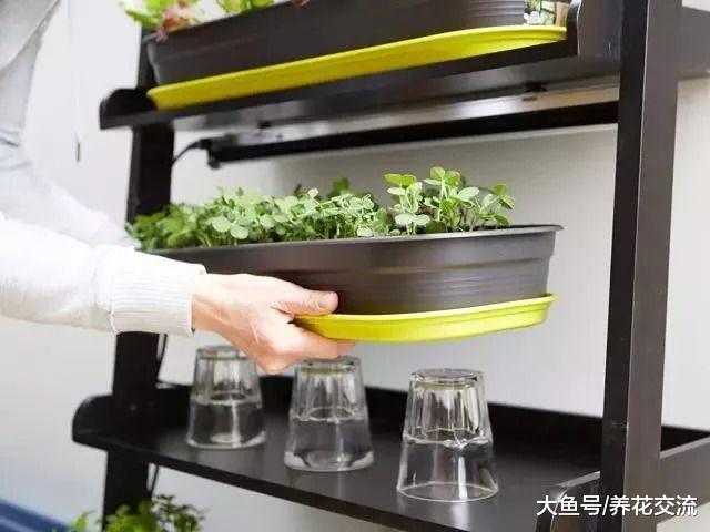 这三个DIY方法都很适合用在家里养花, 在室内种出盆栽小菜园