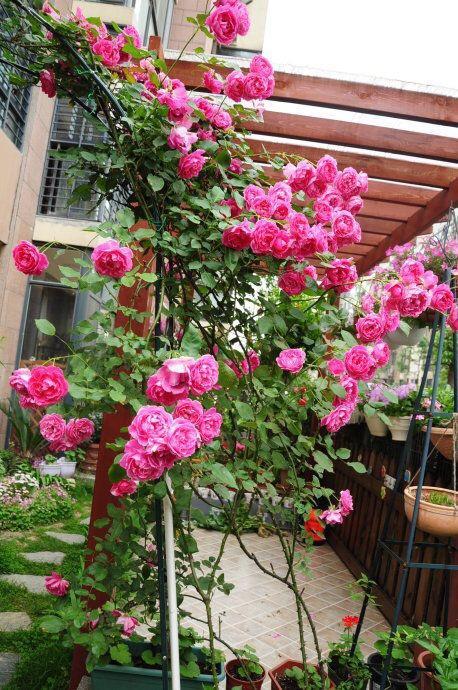 水果皮中富含“磷、钾、铁”, 冬季花卉“喝一点”, 耐冻、不黄叶