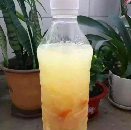 各种肥料都比不上家里这小东西, 用上一点, 啥花都能长爆盆!