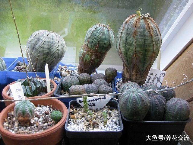 长得像圆形布袋一般的布纹球, 没想到还能开出精致的小花