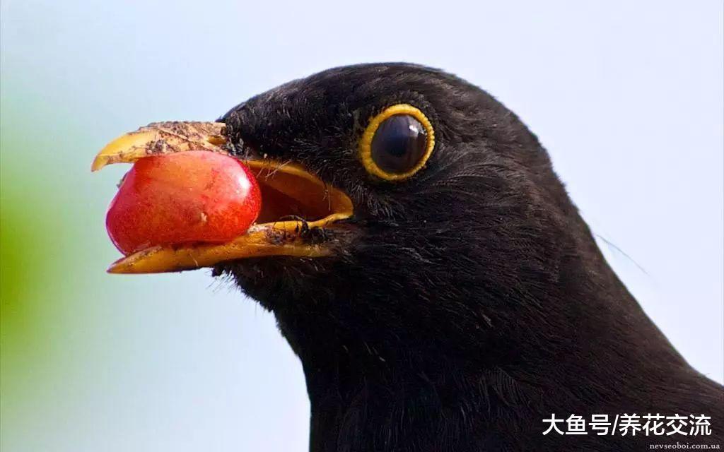 有这些方法保护家里的花草, 再也不怕它们被虫子吃掉了