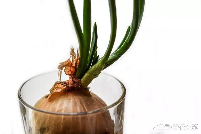 用这种方法, 在室内用花盆也能种出不断收获的洋葱