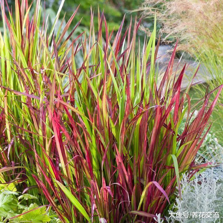 这些盆栽养护的观赏草都养不活, 那其他花就更难养了