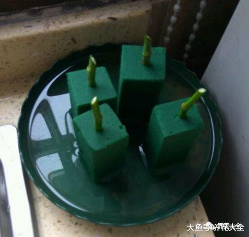扦插不成活? 那就用块花泥, 方法简单生根快!