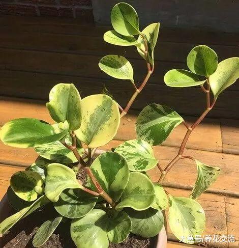 为什么室内植物不断掉叶, 要怎么打理才能避免这种状况?