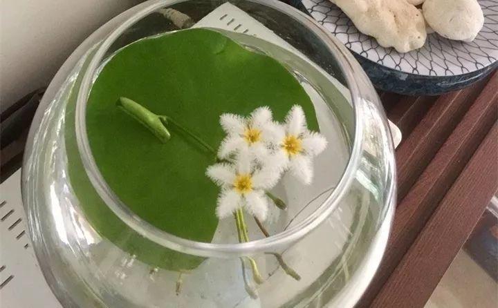 这花只有1片叶, 一碗清水就能养, 3个月长满一缸!