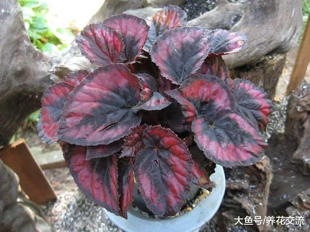 这些植物都很适合养在浴室里, 不用经常照顾也能保持良好的生长