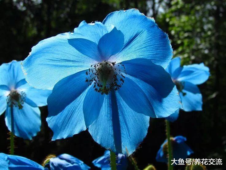 适合种在家里的几种蓝色花卉, 你更喜欢哪一种呢?