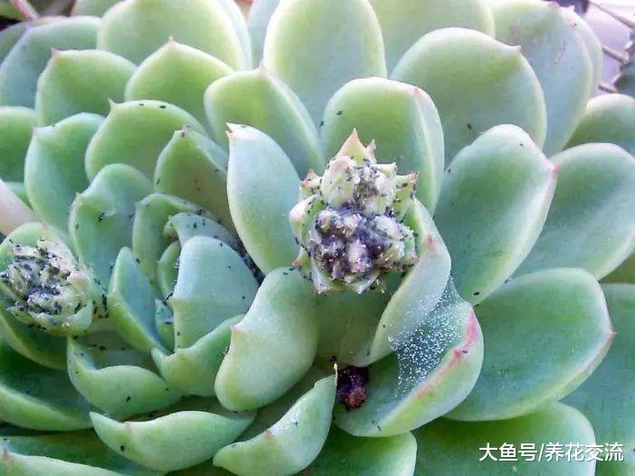 养护多肉植物的5个常见的技巧, 播种和培育都很容易上手