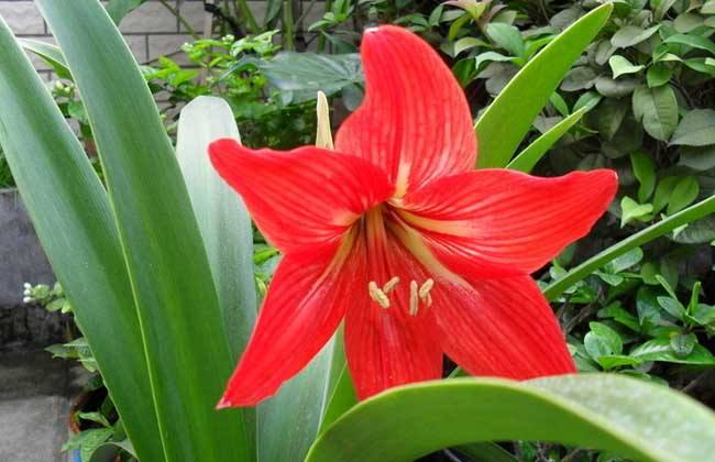 “朱顶红”冬天这样养, 开花成“花球”, 一盆变多盆!