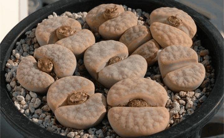 盆里种点“小屁股”, 颗颗颜色不一样, 胖嘟嘟的长满盆!