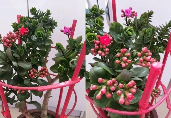 长寿绑到玉树上, 竟然能开9色花, 树干比胳膊还粗!