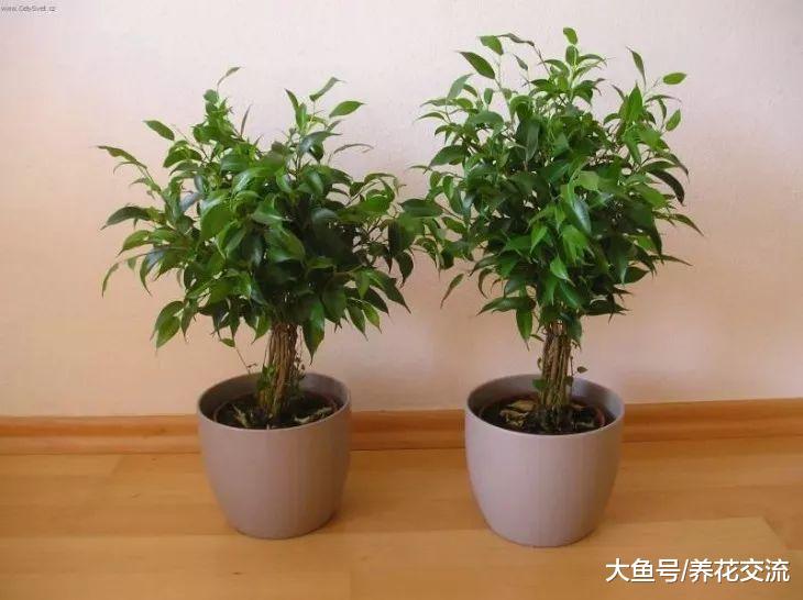 家里养护的盆栽垂叶榕这样养才能发挥最好的净化效果