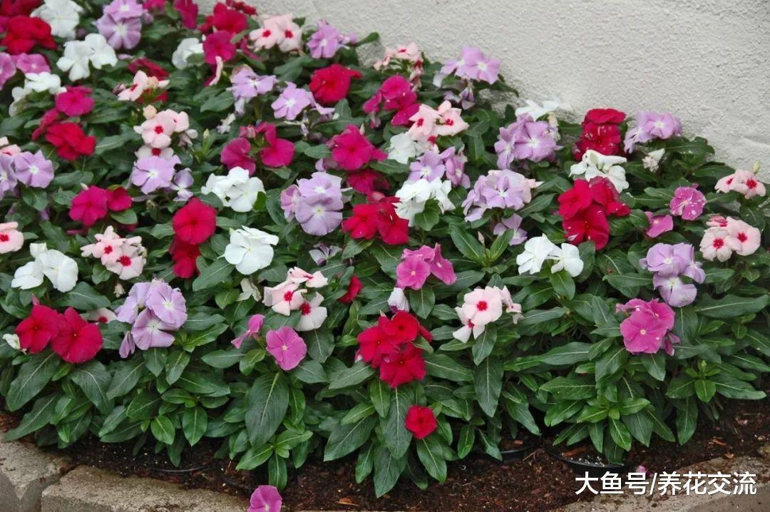 可以一年四季开花的长春花, 没想到还有这么多品种