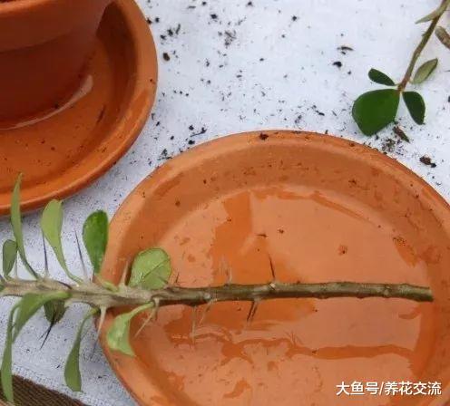 没想到用枝条扦插繁殖铁海棠这么容易, 养阳台上就能花开不断